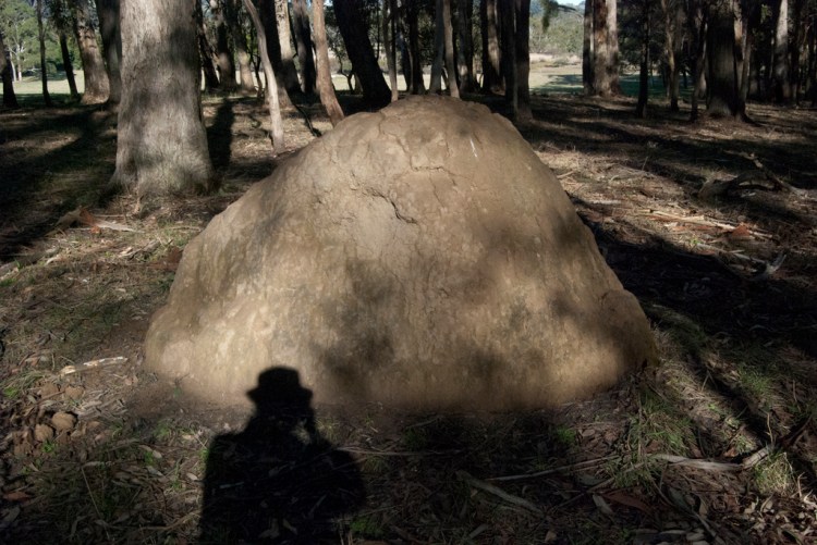 termite clay builders, Illawarra highlands, 2016